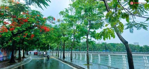 Nhiều tuyến phố của Thủ đô như Thanh Niên, Nguyễn Đình Thi, Nguyễn Đình Hoàn ... nhuộm sắc đỏ của hoa phượng.