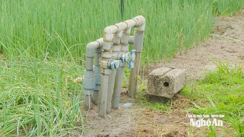 Mỗi ruộng rau có từ 2 đến 3 giếng khoan, giếng đào để phục vụ tưới cho cây trồng. Ảnh: P.V