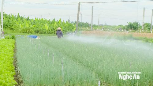 Mỗi ngày, nông dân tưới nước khoảng 5 lần cho cây hành hoa. Ảnh: P.V