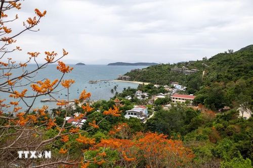 Vào cao điểm mùa Hè, tuyến đường Ngô Đồng Đỏ về bãi Xếp ở xã đảo Tân Hiệp, thành phố Đà Nẵng được nhuộm sắc đỏ cam rực rỡ của hàng chục cây ngô nở rộ. (Ảnh: Xuân Quý/TTXVN)