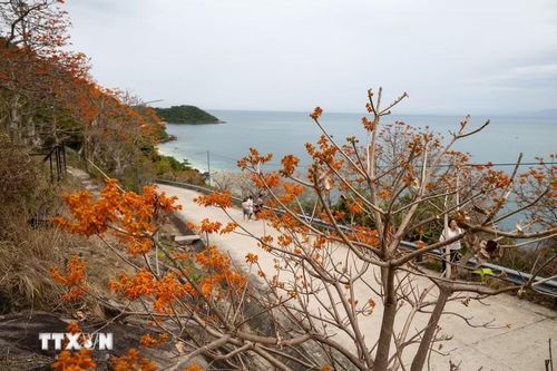 Sắc đỏ cam hoa ngô đồng giữa núi rừng và biển đảo Cù Lao Chàm. (Ảnh: Xuân Quý/TTXVN)