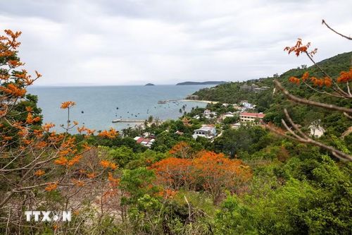 Mùa hoa thường kéo dài đến hết tháng 9 và trở thành một trong những nét đẹp đặc trưng, thu hút du khách đến với Cù Lao Chàm (Đà Nẵng). (Ảnh: Xuân Quý/TTXVN)