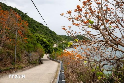 Sắc đỏ cam của hoa ngô đồng trải dài trên con đường dẫn về bãi Xếp, tạo nên khung cảnh đặc trưng của Cù Lao Chàm mỗi độ Hè về. (Ảnh: Xuân Quý/TTXVN)