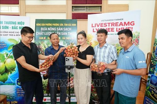 Nông dân phường Phượng Sơn (tỉnh Bắc Ninh) livestream giới thiệu sản phẩm vải thiều đến người tiêu dùng qua các nền tảng số và sàn thương mại điện tử.