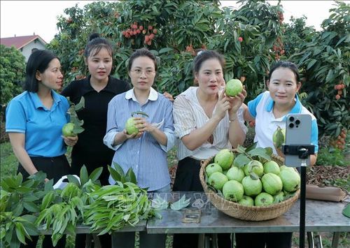 Các nhà sáng tạo nội dung số và người dân thực hiện livestream, giới thiệu và quảng bá các sản phẩm nông sản tiêu biểu của Bắc Ninh trên các nền tảng số.