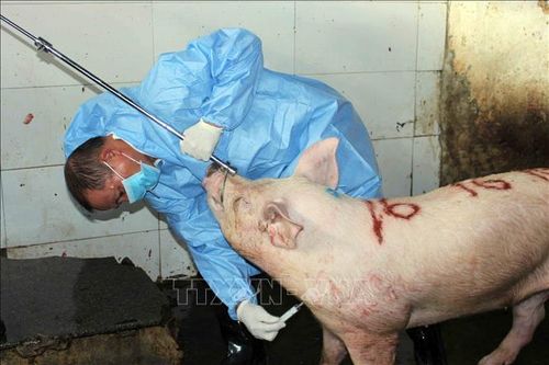 Việc lấy mẫu giám sát virus dịch tả lợn châu Phi góp phần phát hiện sớm, cảnh báo nguy cơ dịch bệnh.