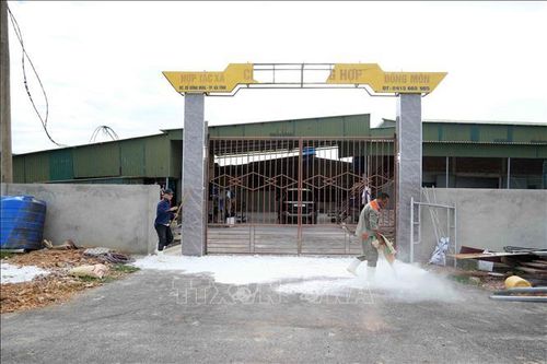 Các cơ sở chăn nuôi lợn thực hiện rải vôi tại các vị trí cổng ra vào nhằm khử trùng, phòng dịch.