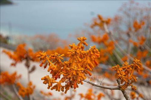 Hoa ngô đồng trên đảo Cù Lao Chàm khoe sắc đỏ cam rực rỡ.
