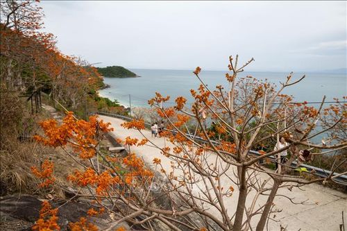 Sắc đỏ cam ho ngô đồng giữa núi rừng và biển đảo Cù Lao Chàm.