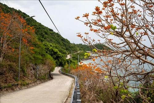Sắc đỏ cam của hoa ngô đồng trải dài trên con đường dẫn về bãi Xếp, tạo nên khung cảnh đặc trưng của Cù Lao Chàm mỗi độ hè về.