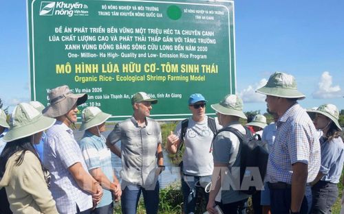 Các đại biểu và chuyên gia tham quan thực tế tại cánh đồng lúa thuộc Đề án 1 triệu héc ta lúa chất lượng cao, phát thải thấp tại tỉnh An Giang. Ảnh: Văn Sĩ - TTXVN 