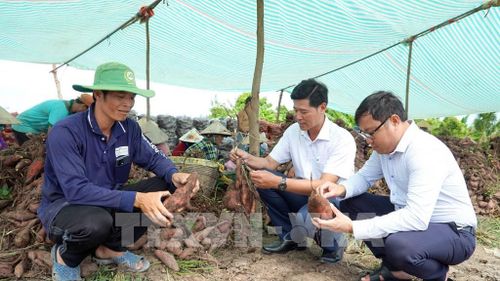 Phó Chủ tịch UBND xã Long Thạnh Nguyễn Nhiệm Toàn (giữa) thăm hỏi tình hình thu hoạch, đầu ra của nông dân trồng khoai lang. Ảnh: Văn Sĩ - TTXVN