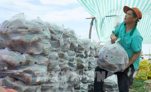 Nông dân xã Long Thạnh phân cỡ khoai để bán cho thương lái. Ảnh: Văn Sĩ - TTXVN