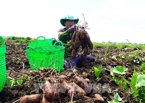 Người trồng khoai lang ở An Giang "được mùa rớt giá". Ảnh: Văn Sĩ - TTXVN