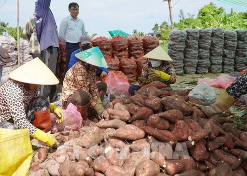 Nông dân xã Long Thạnh phân cỡ khoai trước khi bán cho thương lái. Ảnh: Văn Sĩ - TTXVN