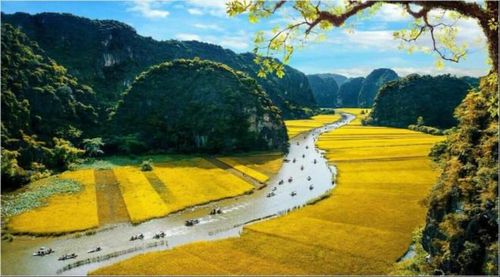 Mùa lúa chín ở Tam Cốc. Ảnh: Đào Minh Tiến/ Sở Du lịch Ninh Bình