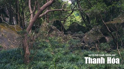 Hệ sinh thái thực vật nguyên sinh và những khối đá tự nhiên ở dưới chân thác Thiên Thủy.