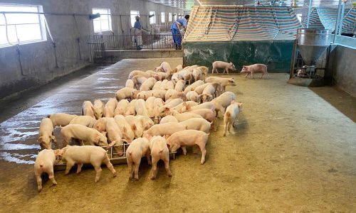 Bên trong một trang trại chăn nuôi lợn tại xã Ngọc Thiện.