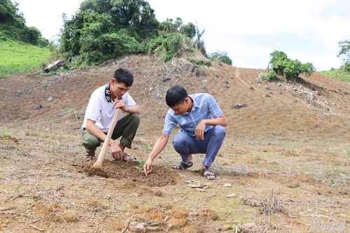 Cán bộ Trung tâm Dịch vụ tổng hợp xã Chiềng Sinh hướng dẫn người dân chăm sóc cây cà phê sau khi xuống giống.
