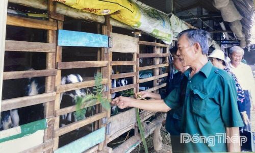 Mô hình chăn nuôi dê cho hiệu quả kinh tế của hội viên Hội Cựu thanh niên xung phong tỉnh Đồng Tháp.