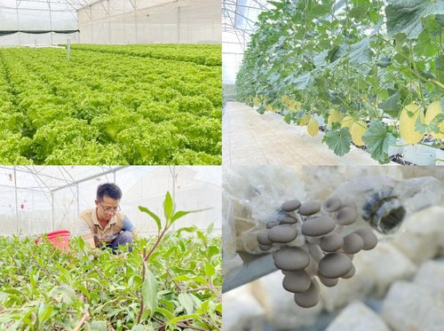 Một số mô hình nông nghiệp công nghệ cao đang được trồng tại Trung tâm Đổi mới sáng tạo và Chuyển đổi số tỉnh. Ảnh Tư liệu