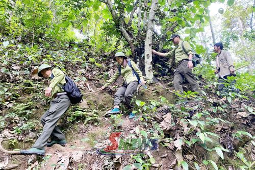 Cán bộ Ban Quản lý rừng đặc dụng phòng hộ Sốp Cộp phối hợp tuần tra, kiểm tra rừng.