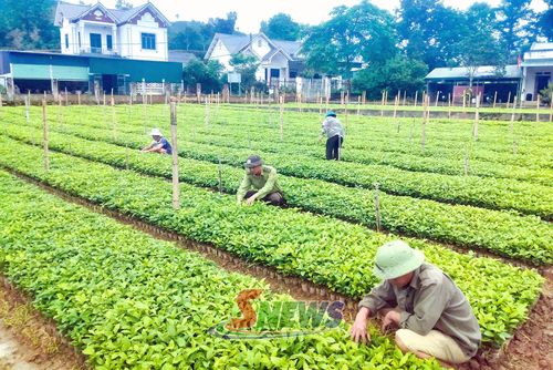 Vườn ươm cây giống tại Ban Quản lý rừng đặc dụng phòng hộ Sốp Cộp.