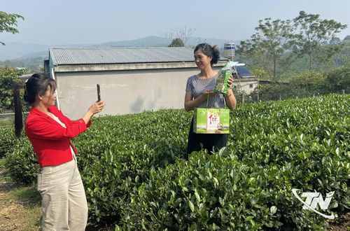 Người dân Làng nghề chè xóm 5, xã Phú Lạc, chụp ảnh quảng bá sản phẩm trên các nền tảng số.