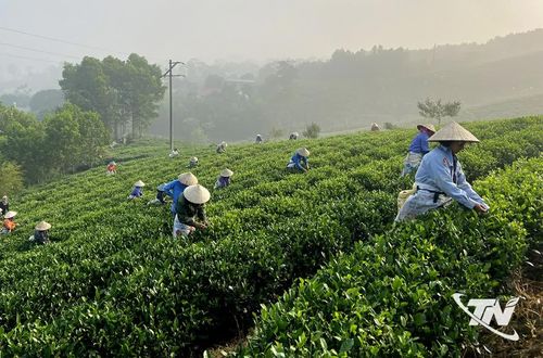 Bà con làng nghề chè xóm 14, xã Phú Lạc thu hái chè.