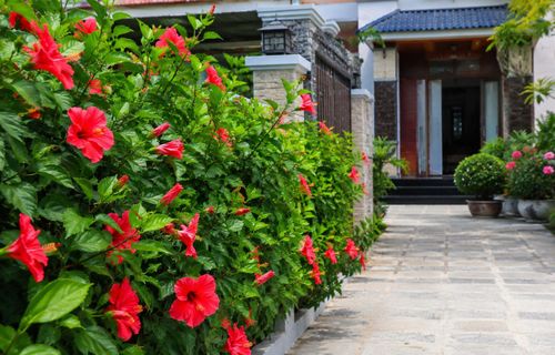 Với những ngôi nhà có diện tích vừa phải, cây dâm bụt có thể được cắt tỉa gọn gàng để làm hàng rào hoặc điểm nhấn xanh mát. Ảnh minh họa.