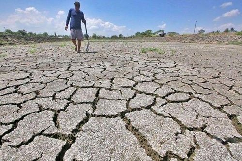 Không chỉ Philippines, các nước xuất khẩu gạo lớn như Việt Nam, Thái Lan và Ấn Độ cũng được dự báo chịu tác động từ El Nino
