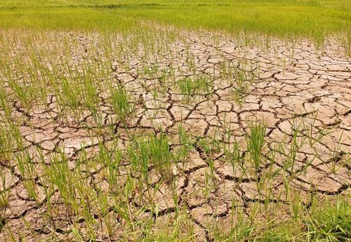 El Nino năm 2026 có thể là một trong những đợt mạnh nhất từng được ghi nhận