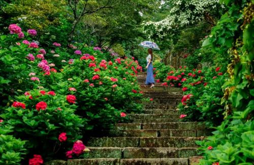 Hoa cẩm tú cầu là một trong những loài hoa tiêu biểu nhất tô điểm cho mùa mưa ở Nhật Bản. Tại tỉnh Okayama, cẩm tú cầu thường nở rộ từ đầu tháng 6 đến đầu tháng 7, tạo nên một cảnh quan tuyệt đẹp với những bông hoa màu xanh lam, tím và hồng rực rỡ