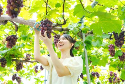 Okayama còn nổi tiếng với các sản phẩm nông nghiệp chất lượng cao như đào trắng, nho Muscat