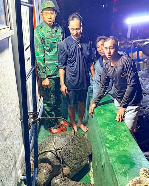 Lực lượng Biên phòng Đất Mũi và Hạt kiểm lâm Ngọc Hiển cùng ngư dân thả rùa biển về môi trường tự nhiên.