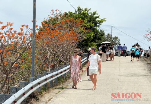 Mùa hoa kéo dài đến hết tháng 8 đã trở thành một nét đặc sắc của đảo Cù Lao Chàm (xã Tân Hiệp, TP Đà Nẵng) vào mùa hè