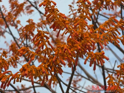 Hoa ngô đồng tại Cù Lao Chàm có màu đỏ đến da cam rất đặc trưng