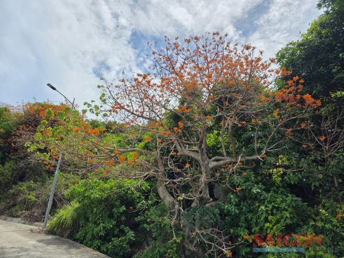 Cụm 3 cây ngô đồng cổ thụ được Hội Bảo vệ thiên nhiên và môi trường Việt Nam gắn bia công nhận cây Di sản Việt Nam