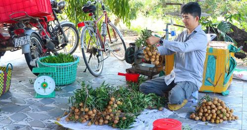 Thu hoạch nhãn tại vườn và cân cho khách. Ảnh: THÙY LINH - MINH TÀI