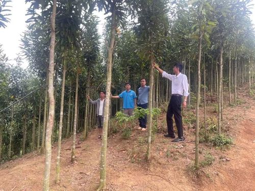 Trước mỗi quyết định quan trọng, anh Giàng A Vả (bìa trái) lại xin ý kiến ông Phạm Văn Khiêm (bìa phải) bởi anh dành nhiều niềm tin cho người thầy của mình.