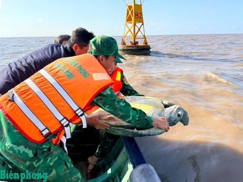 Đồn Biên phòng Đất Mũi cùng người dân và lực lượng Kiểm Lâm thả cá thể vích về biển. Ảnh: Hoàng Tá