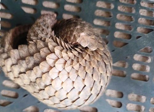 Cá thể tê tê Java nặng 1,5 kg, trong tình trạng sức khỏe bình thường.