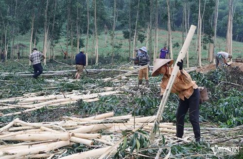 Chỉ khi được giao đất, người dân mới thực sự bám bản - Trong ảnh: Người dân miền núi Nghệ An thu hoạch keo lai. Ảnh: Thanh Hải