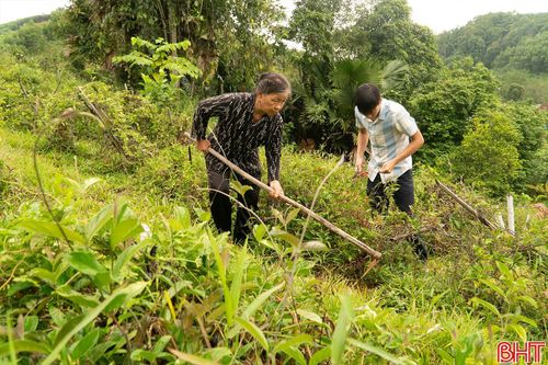 Anh Vượng đầu tư gần 1 tỷ đồng phát triển mô hình trồng keo, trồng cây ba kích tím và nuôi ong lấy mật.