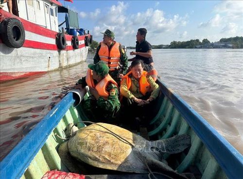 Cá thể vích nặng 120 kg được Đồn Biên phòng Đất Mũi, tỉnh Cà Mau phối hợp cùng Hạt kiểm lâm Ngọc Hiển cùng UBND xã Đất Mũi thả về biển.