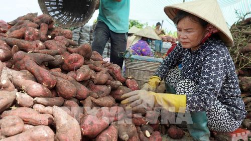 Bà Phan Thị Vân thuê 11 công đất trồng khoai lang bán với giá từ 150.000 - 200.000 đồng/tạ (tùy kích cỡ) ước tính lỗ khoảng 120 triệu đồng. Ảnh: Văn Sĩ - TTXVN