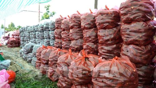 Nông dân xã Long Thạnh trồng khoai lang đạt năng suất khá cao (khoảng 50 tạ/công) nhưng vẫn đối mặt với thua lỗ vì giá khoai giảm sâu. Ảnh: Văn Sĩ - TTXVN