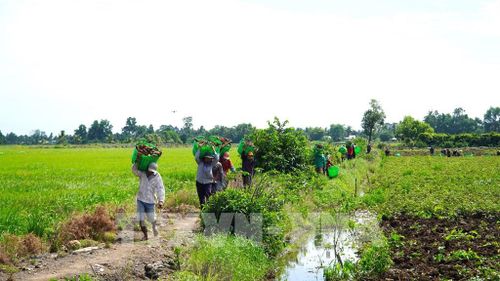Nông dân chuyển khoai lang từ vườn ra bờ kênh để bán cho thương lái. Ảnh: Văn Sĩ - TTXVN