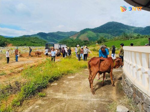 Xã Đông Giang cấp phát 50 con bò giống cho 25 hộ dân. Ảnh: ĐVCC