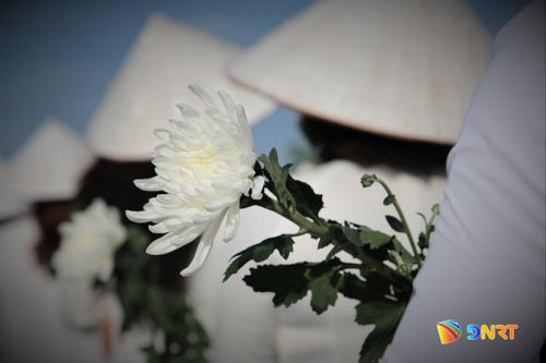 Đóa cúc trắng được cầm trên tay, dâng lên Mẹ Việt Nam anh hùng. Ảnh: ALĂNG NGƯỚC